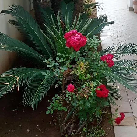 Viki House Mazara Apartment *
